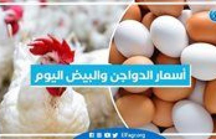 أسعار الدواجن والبيض اليوم السبت 21-9-2024 في المنيا