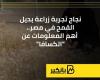 نجاح تجربة زراعة بديل القمح في مصر.. أهم المعلومات عن "الكسافا"